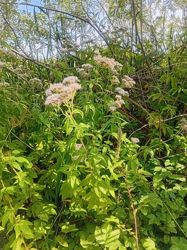 hemp agrimony