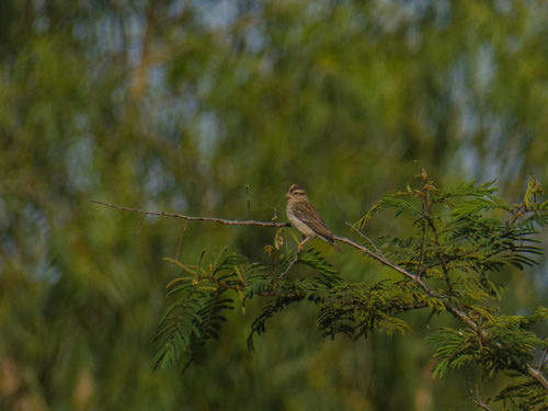 iNaturalist image