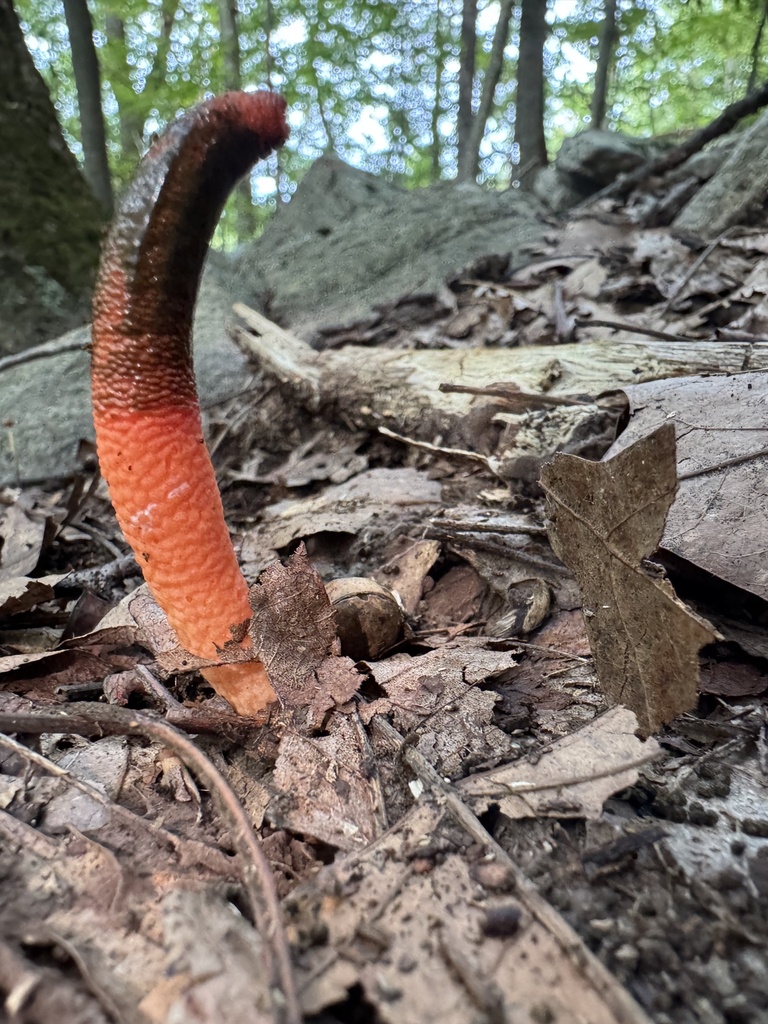 devil's dipstick · August 2026 · photo: Photo: (c) Sinéad Tuttle-Lerner, some rights reserved (CC BY) · iNaturalist