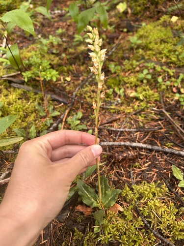 Western Rattlesnake Plantain
