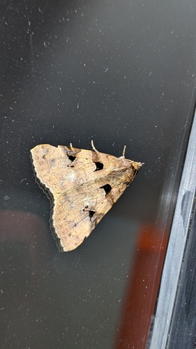 Variegated Avatha