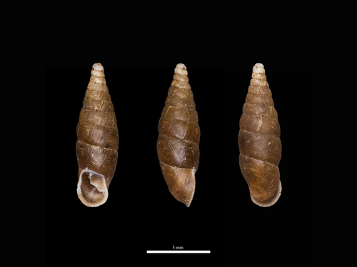 Cochlodina comensis observed 2026-07-18