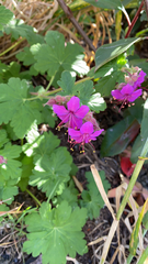 Geranium macrorrhizum