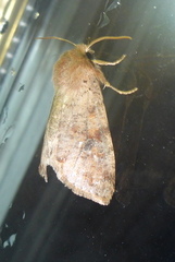 Orthosia rubescens