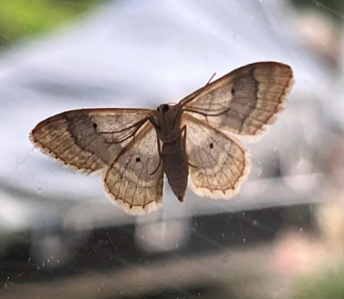 Riband Wave