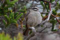 Emberiza capensis