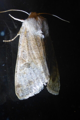 Orthosia rubescens