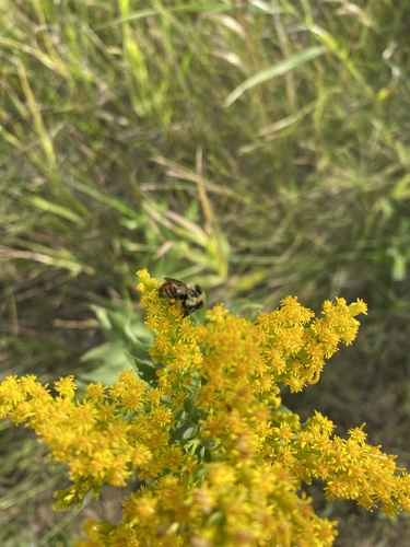 Red-belted Bumble Bee
