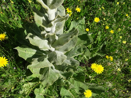 Hoary Mullein