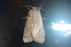 Orthosia rubescens