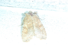 Lithophane semiusta
