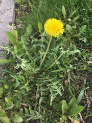 Taraxacum officinale