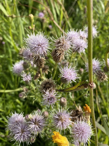 creeping thistle