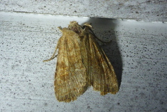 Lithophane semiusta