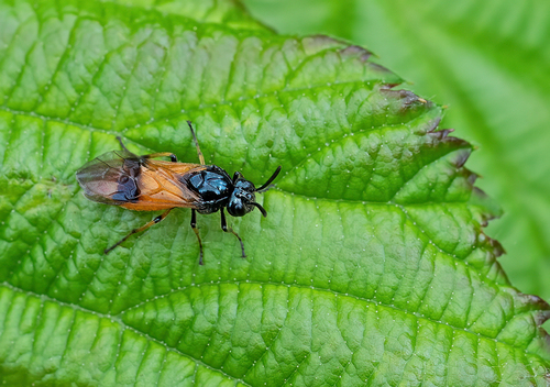 Bramble Sawfly, Tilburg, NL-NB, NL, photo 9 of 10