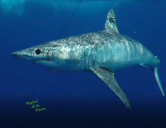 Shortfin Mako photo 5