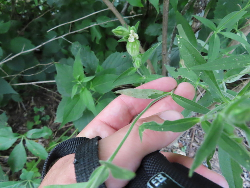 Amauromyza flavifrons