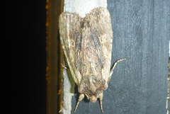 Lithophane petulca
