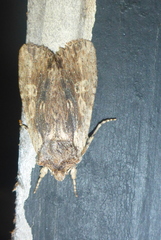 Lithophane petulca
