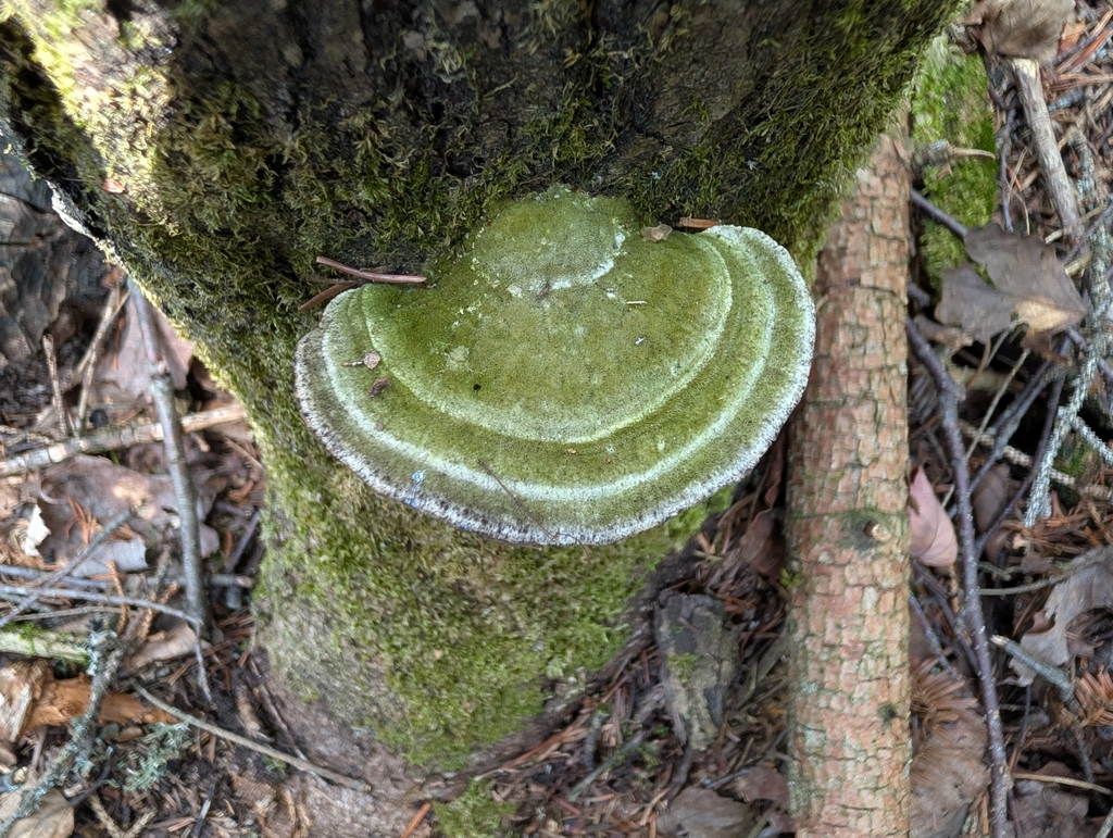 Lumpy Bracket · August 2026 · photo: Photo: no rights reserved · iNaturalist