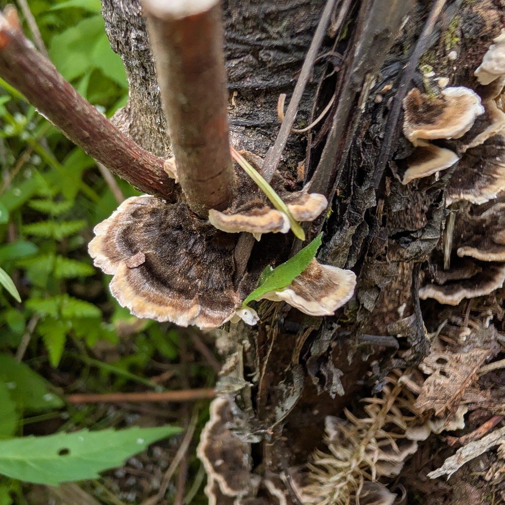 turkey-tail · August 2026 · photo: Photo: no rights reserved · iNaturalist