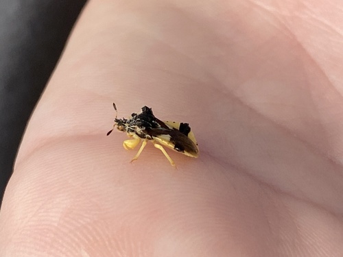 Jagged Ambush Bug