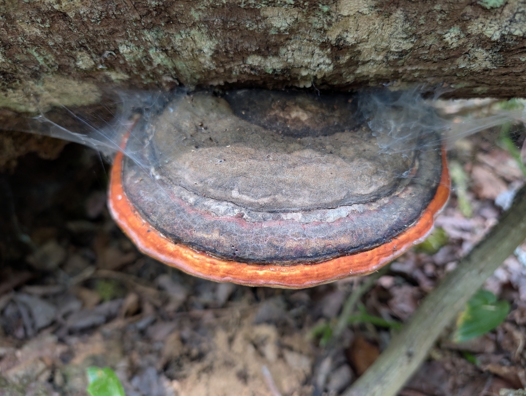 Northern Red Belt · August 2026 · photo: Photo: no rights reserved · iNaturalist