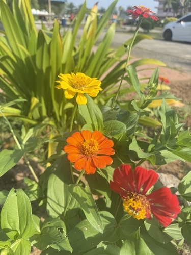 Elegant Zinnia