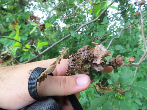 Oak potato gall