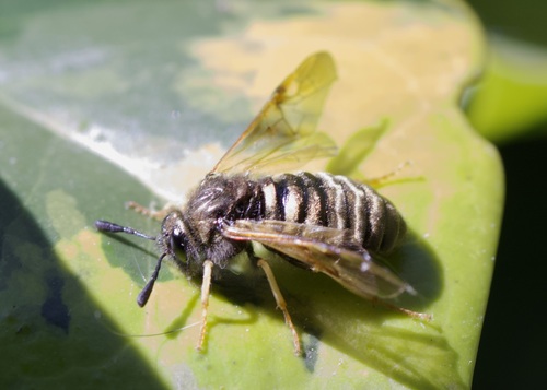 Green Honeysuckle Sawfly