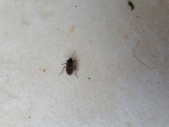 Graptopeltus lynceus