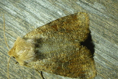 Orthosia rubescens