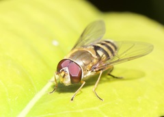 Syrphus