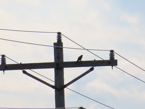 American Kestrel