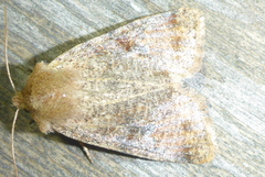 Orthosia rubescens