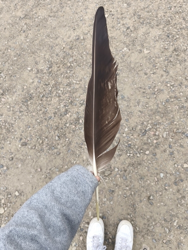 Plume de Aigle royal
