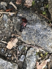 Hesperus baltimorensis