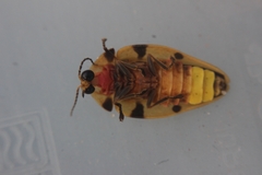 Aspisoma sexpunctatum