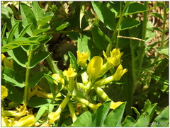 Astragalus caprinus