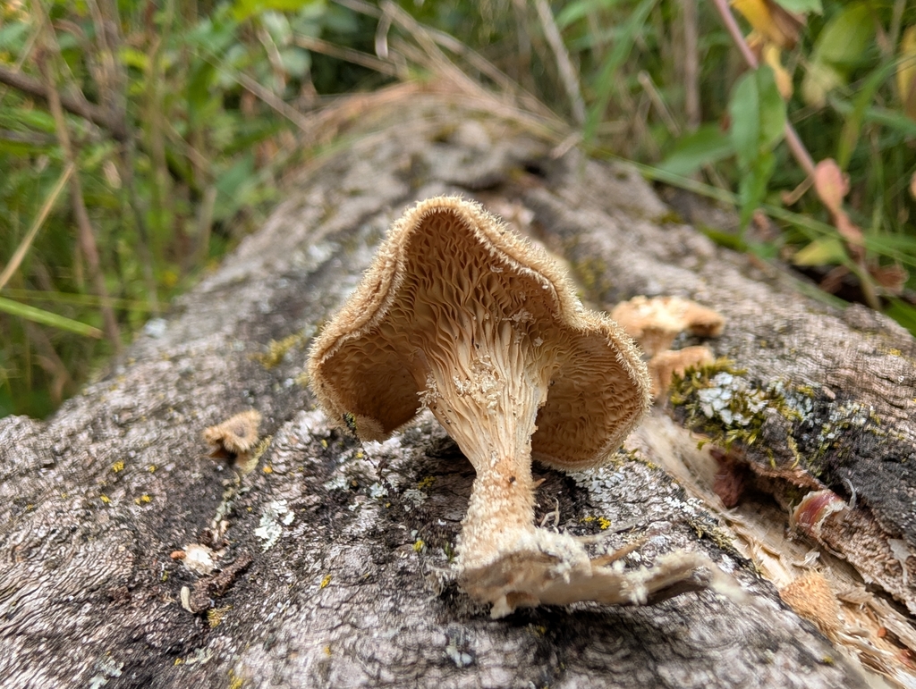 Hairy Oyster Mushroom · August 2026 · photo: Photo: no rights reserved · iNaturalist