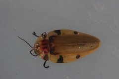 Aspisoma sexpunctatum