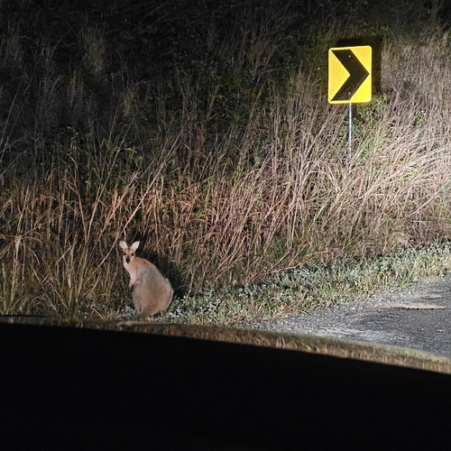 Red-necked Wallaby