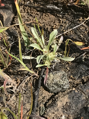 Hesperevax sparsiflora