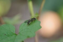 Xanthogramma flavipes