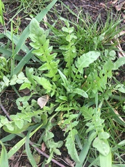 Capsella bursa-pastoris