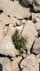 Euphorbia segetalis, photograph (c) mycoroco, some rights reserved (CC BY)