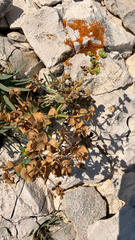 Euphorbia segetalis, photograph (c) mycoroco, some rights reserved (CC BY)