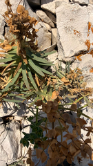 Euphorbia segetalis, photograph (c) mycoroco, some rights reserved (CC BY)