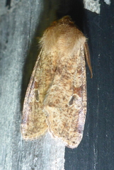Orthosia rubescens