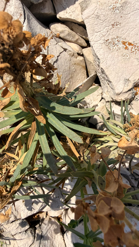 Euphorbia segetalis, photograph 4